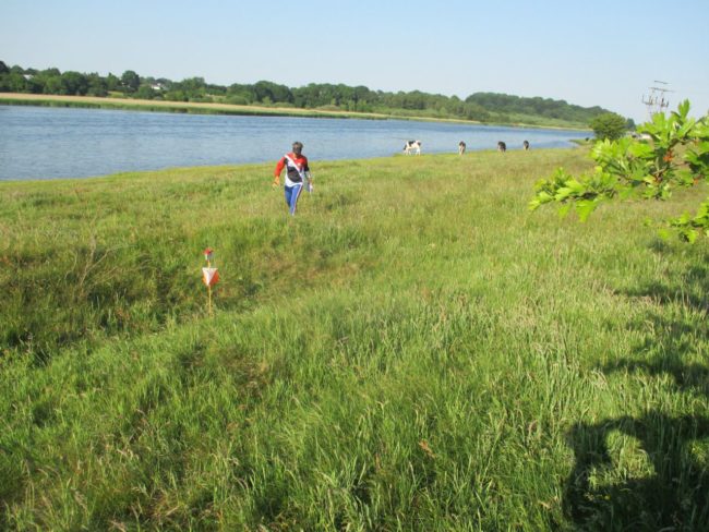 Christian Schrøder – Starup Hede løber eng ko vand