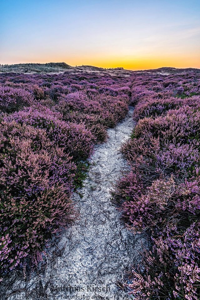 Flotte lyng på RØMØ