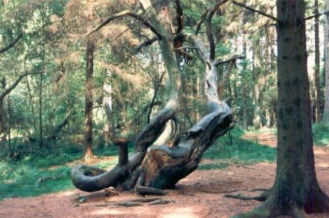 lex-stursbølTroldeskoven1990